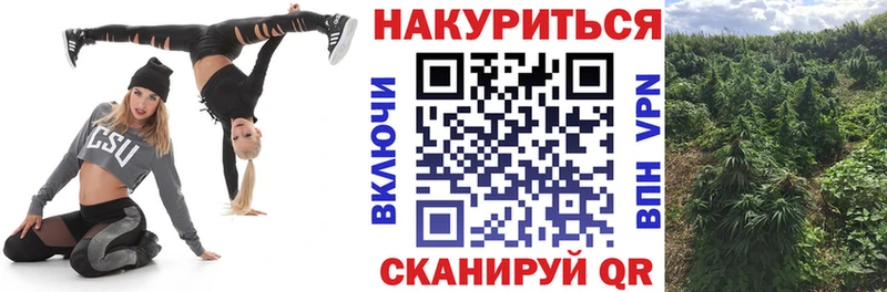 Купить где  Злынка  Каннабис семена 